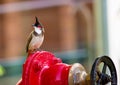 Red Wiskered Bulbul.