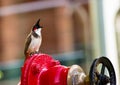 Red Wiskered Bulbul.