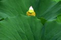 a red withered  lotus petal Royalty Free Stock Photo