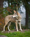 Red wolf Royalty Free Stock Photo