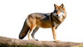 red wolf - Canis rufus - a canine native to the southeastern United States. Its size is intermediate between the coyote C. latrans
