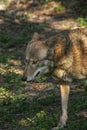 Portrait of an endangered Red Wolf Royalty Free Stock Photo