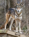 Red Wolf Royalty Free Stock Photo