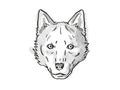 Red Wolf  Endangered Wildlife Cartoon Retro Drawing Royalty Free Stock Photo