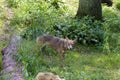 Red Wolf  709180 Royalty Free Stock Photo