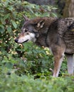 Wolf Stock Photos. Red Wolf. Image. Picture. Portrait.  Close-up profile view with foliage background and foreground Royalty Free Stock Photo