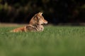 Red wolf laying on a green field Royalty Free Stock Photo