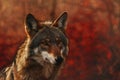 The red wolf, is a predatory mammal of the canid family in its natural habitat
