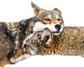 Red Wolf Pair in Snow