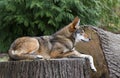 Red Wolf Royalty Free Stock Photo