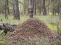 Red wood ant, anthill, Formica rufa