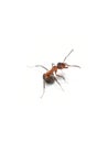 Red wood ant Formica rufa angry on white background