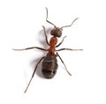 Red wood ant - Formica rufa or southern wood ant, isolated on white Royalty Free Stock Photo