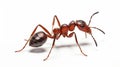 Red wood ant - Formica rufa or southern wood ant, isolated on white. Generative AI