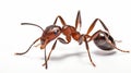 Red wood ant - Formica rufa or southern wood ant, isolated on white. Generative AI