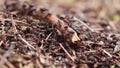 Red wood ants, Formica rufa, soldiers defending their nest in a pine forest in scotland during a sunny day in April.