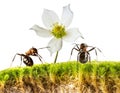 Red wood ants on a moss close up Royalty Free Stock Photo