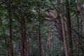 Red wood forest in Bukit Keluang, Besut, Terengganu, Malaysia. Royalty Free Stock Photo