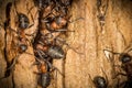 Red wood worker ants in spring building on their nest, working Royalty Free Stock Photo