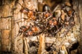 Red wood worker ants in spring building on their nest, working Royalty Free Stock Photo