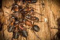 Red wood worker ants in spring building on their nest, working