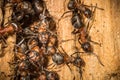 Red wood worker ants in spring building on their nest, working Royalty Free Stock Photo