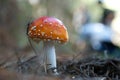 Red woodchip mushroom close-up. Royalty Free Stock Photo