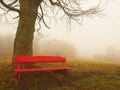 Red wooden bench below old lime tree. Cold misty autumn weather.