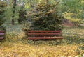 Red wooden benches in the botanical garden of Macea dendrological park Arad county - Romania Royalty Free Stock Photo