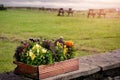 Red wooden flowerbed with colorful flowers of different types in a public garden picnic tables out of focus on the background. Royalty Free Stock Photo