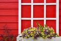 Red wooden wall with white window decorated with Geranium flowers Royalty Free Stock Photo