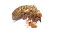 Red woodlouse spider and cicada shell