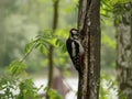 Woodpecker hollows a tree Royalty Free Stock Photo