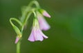 Red woodsorrel Royalty Free Stock Photo