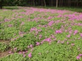 Red Woodsorrel Field in China National Flower Garden in Luoyang City Royalty Free Stock Photo