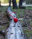 Red wool ball lies on a tree trunk Royalty Free Stock Photo