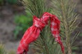 Red piece of cloth on a green pine branch of a pine in the forest