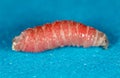 Red worm of maggots on a blue background Royalty Free Stock Photo