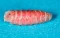 Red worm of maggots on a blue background Royalty Free Stock Photo