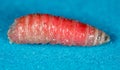 Red worm of maggots on a blue background Royalty Free Stock Photo
