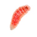 Red worm of maggots on a white background Royalty Free Stock Photo
