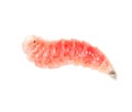 Red worm of maggots on a white background Royalty Free Stock Photo