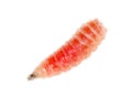 Red worm of maggots on a white background Royalty Free Stock Photo