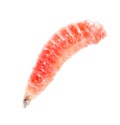 Red worm of maggots on a white background Royalty Free Stock Photo