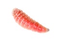 Red worm of maggots on a white background Royalty Free Stock Photo