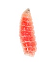 Red worm of maggots on a white background Royalty Free Stock Photo