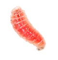 Red worm of maggots on a white background Royalty Free Stock Photo