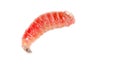 Red worm of maggots on a white background Royalty Free Stock Photo