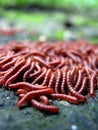 Red Worms Royalty Free Stock Photo