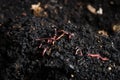 Red worms Royalty Free Stock Photo